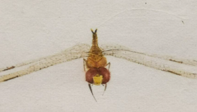 ���ݱʶ��衢���ֽ����--��Ѯ�����춫����չ���ڱ�����԰�����¿�Ļ